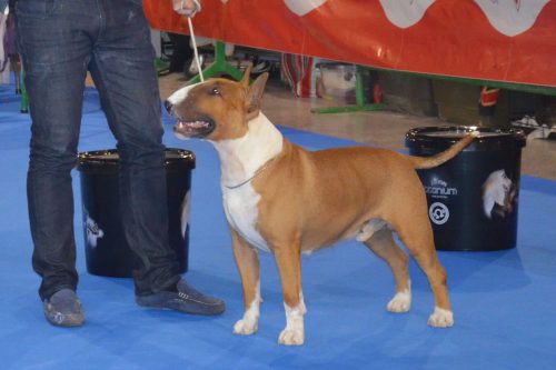 MultiCH.Thud & Cuddles Head over heels (1)