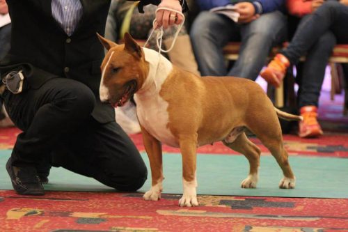 THUD-AND-CUDDLES-HEAD-OVER-HEELS -TROPHY SHOW 2015