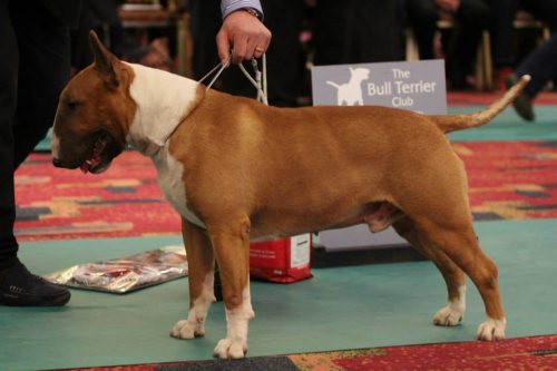 Winner-trophy-show-england-bullterrierclub