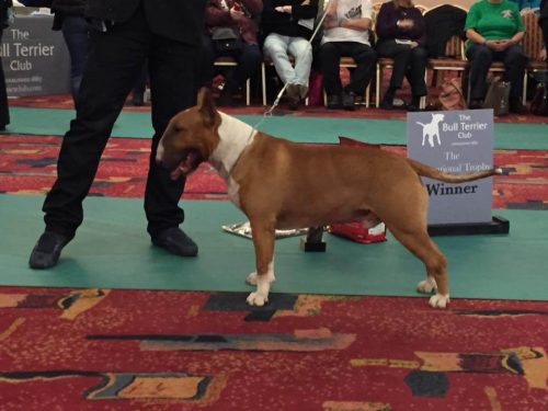 trophy-show-2015-england-top-quality-bullterrier