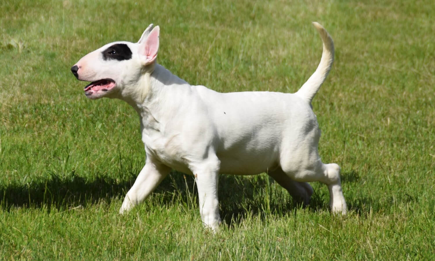 bull-terrier-champion-eleveur-france-thud-and-cuddles