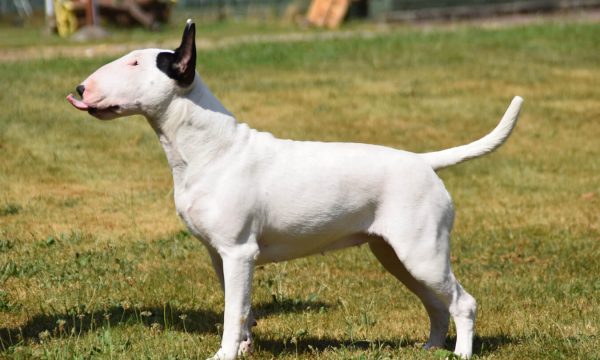 elevage-bull-terrier-chiot-femelle-male-stephane-moulis