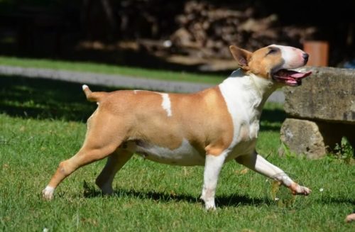 femelle-reproductrice bullterrier-championne