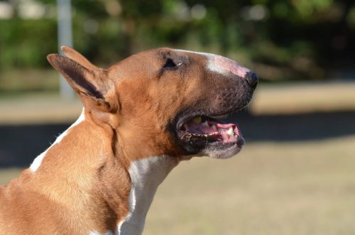france-top-elevage-bullterrier-sudouest