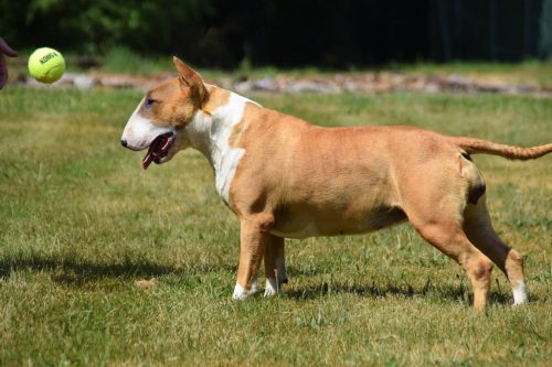 président CFABT-vente chiot bullterrier- élevage-