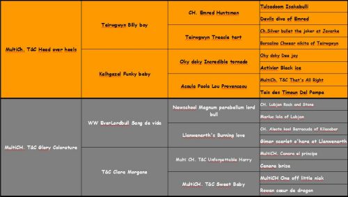 pedigree-bull-terrier-reproducteur-thud-and-cuddles-elevage-hermes