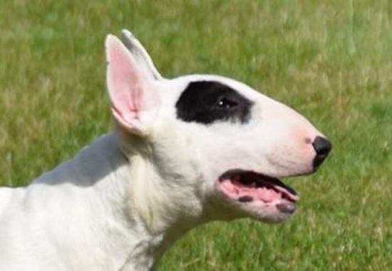pedigree-bull-terrier-reproducteur-thud-and-cuddles-eleveur (1)