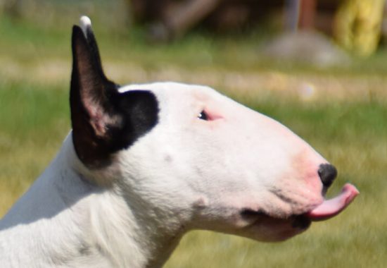 pedigree-bull-terrier-reproducteur-thud-and-cuddles-eleveur-alice