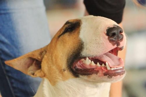 pedigree-bull-terrier-reproducteur-thud-and-cuddles-eleveur-edel