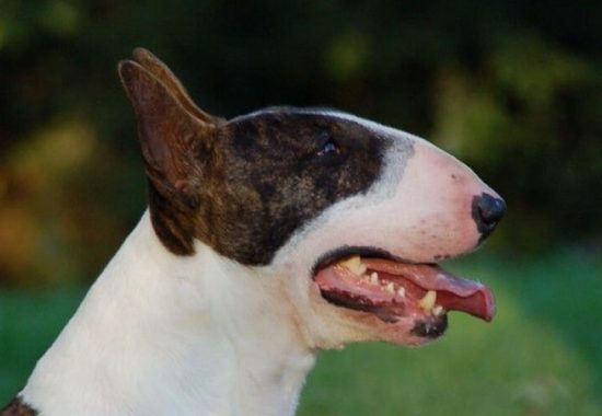 pedigree-bull-terrier-reproducteur-thud-and-cuddles-eleveur-sprit