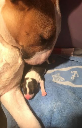 reproducteur-femelle-bull-terrier-championne-thud-and-cuddles