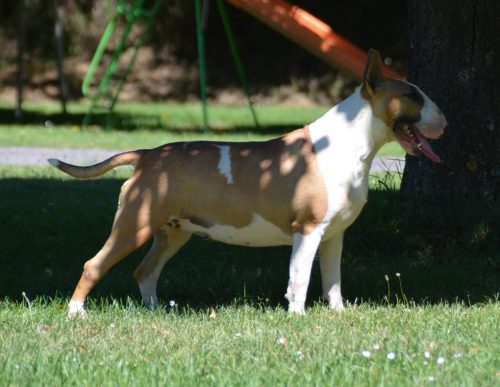 reproductrice-femelle-bull-terrier-championne-thud-and-cuddles