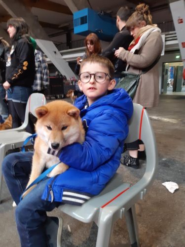 shiba-elevage-femelle-reproductrice-Yoshi